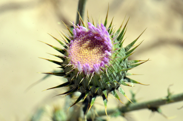 Mojave Thistle blooms from June to October and prefers elevations from 800 to 7,000 feet (250- 2,200 m). Habitat preferences include wet or damp soils, streams and dry streams, springs, canyons, and some are found in meadows in desert woodland areas. Cirsium mohavense